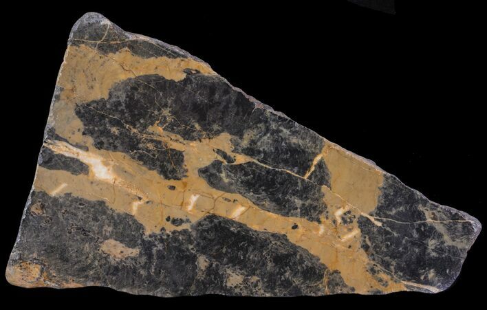 Polished, Paleoproterozoic Stromatolite (Pilbaria) - Australia #65502